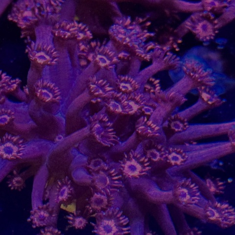 Goniopora sp. pink (szczepka 2,3 cm)PROMO!