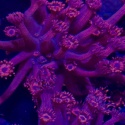 Goniopora sp. pink (szczepka 2,3 cm)PROMO!