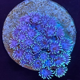 Goniopora sp. (szczepka)