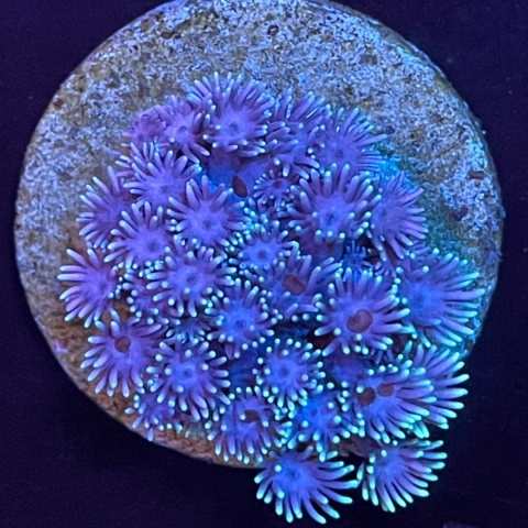Goniopora sp. purple (szczepka) Goniopora sp. purple (szczepka)