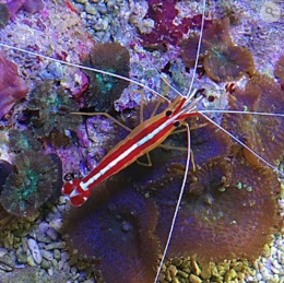 Lysmata amboinensis M