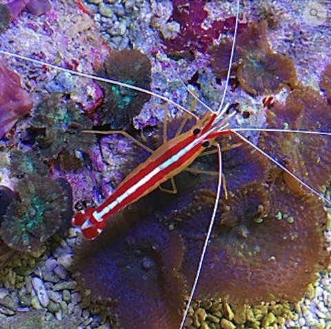 Lysmata amboinensis M Lysmata amboinensis M