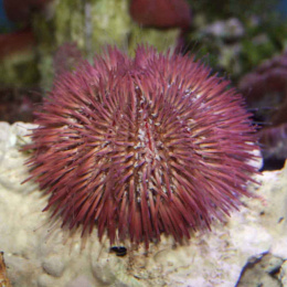 Lytechinus variegatus pink