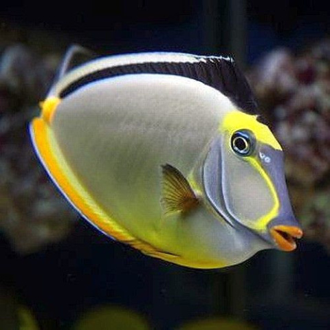Naso lituratus S Naso lituratus S