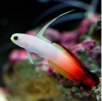 Nemateleotris magnifica Nemateleotris magnifica