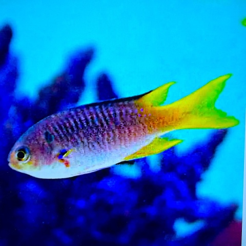 Neopomacentrus nemurus