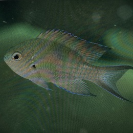 Neopomacentrus filamentosus