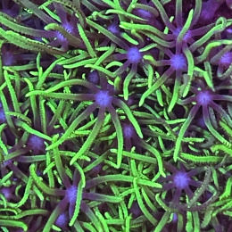 Pachyclavularia sp. fluo green (szczepka)