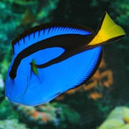 Paracanthurus hepatus (Royal Blue Tang Maledivy) S