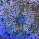 Phymanthus sp. Sand Anemone ( 7-10cm)