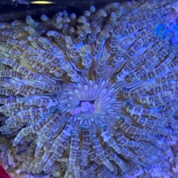 Phymanthus sp. Sand Anemone ( 7-10cm)