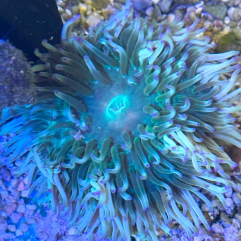 Phymanthus sp. Sand Anemone ( 7-10cm)