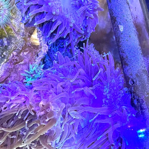 Radianthus sp Long Tentacles Anemone - L/XL