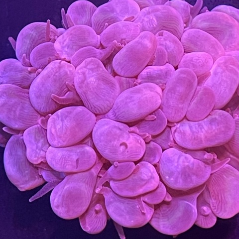 Physogyra lichtensteini (szczepka) Physogyra lichtensteini (szczepka)