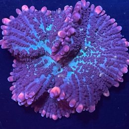 Rhodactis sp. (cena za grzybek)