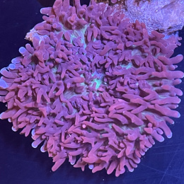 Rhodactis sp. (cena za grzybek)