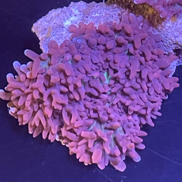 Rhodactis sp. (cena za grzybek)
