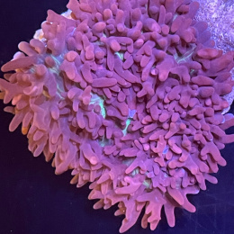 Rhodactis sp. (cena za grzybek)