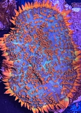 Rhodactis sp. orange (cena za grzyb)