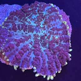 Rhodactis sp. żółta obwódka (cena za grzyb)