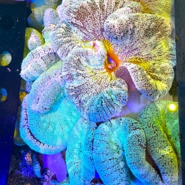 Stichodactyla haddoni L/XL