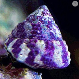 Trochus maculatus