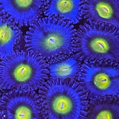 Zoanthus AOI 1 polip Zoanthus AOI 1 polip
