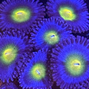 Zoanthus AOI 1 polip