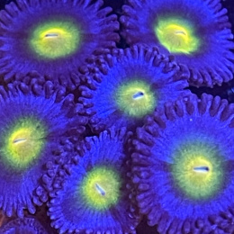 Zoanthus AOI 1 polip