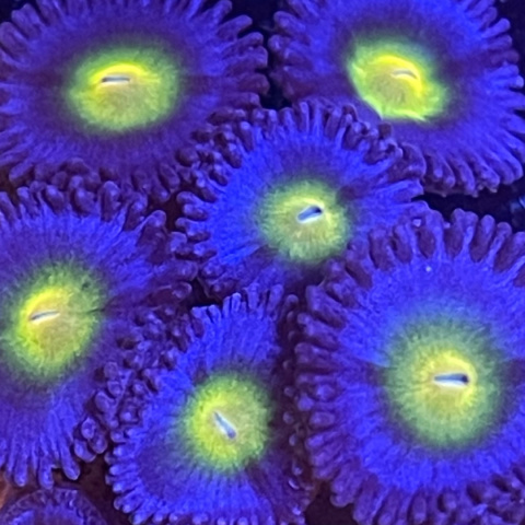 Zoanthus AOI 1 polip Zoanthus AOI 1 polip