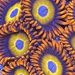Zoanthus Blondies 1 polip