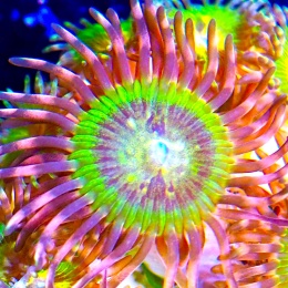 Zoanthus Electric Ompa lompa 1 polip