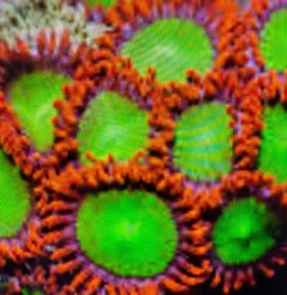 Zoanthus Electric Ompa lompa 1 polip