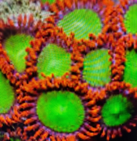 Zoanthus Electric Ompa lompa 1 polip Zoanthus Electric Ompa lompa 1 polip