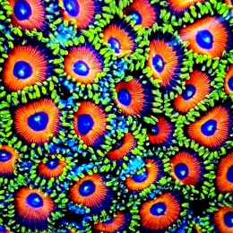 Zoanthus Watermelon1 polip