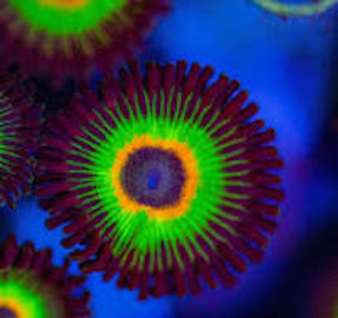 Zoanthus Bob Marley cena za 1 polip