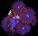 Zoanthus Red People Eater 1 polip