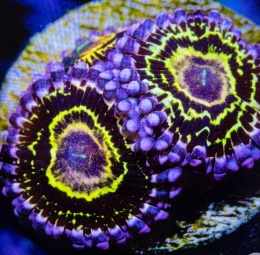 Zoanthus Stratosphere 1 polip