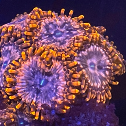 Zoanthus Utter Chaos 1 polip
