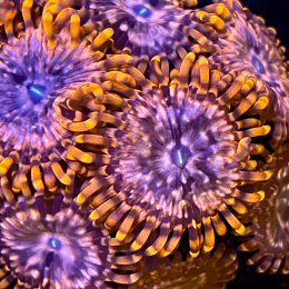Zoanthus Utter Chaos 1 polip