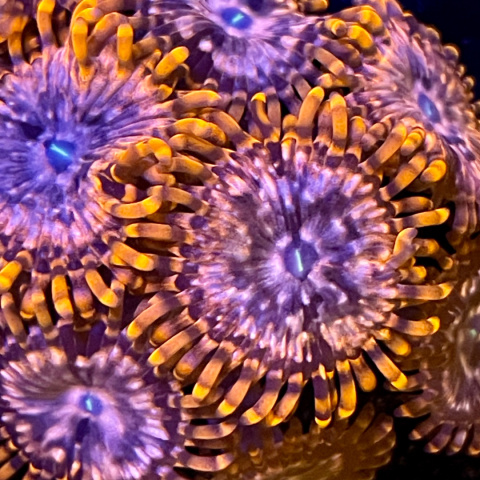 Zoanthus Utter Chaos 1 polip Zoanthus Utter Chaos 1 polip