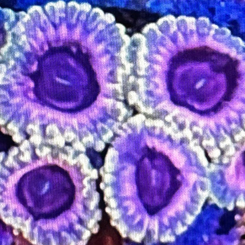 Zoanthus White Walker 1 polip Zoanthus White Walker 1 polip