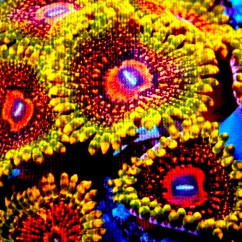 Zoanthus GMK1 polip
