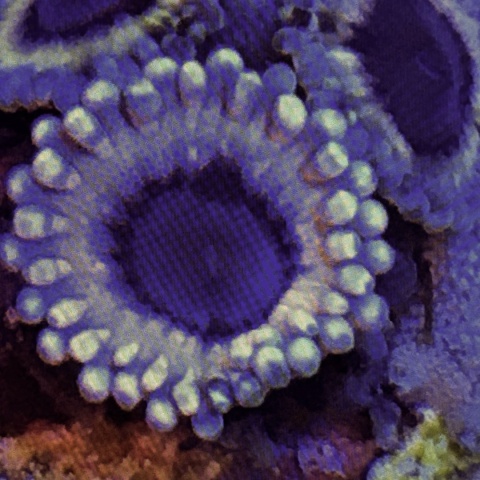 Zoanthus White Walker 1 polip Zoanthus White Walker 1 polip