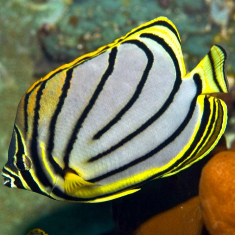 Chaetodon meyeri M Chaetodon meyeri M