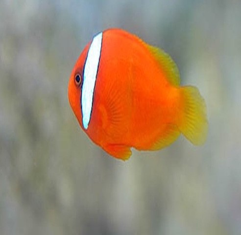Amphiprion Frenatus Amphiprion Frenatus