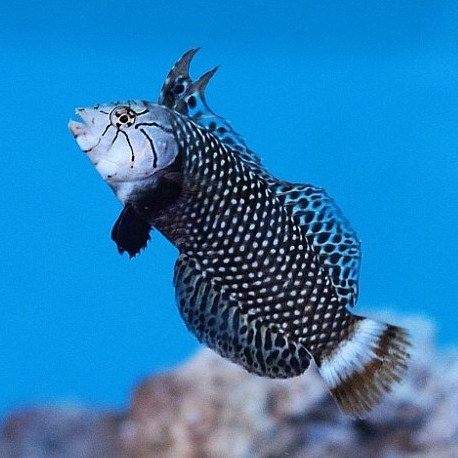 Novaculichthys taeniourus juv. Novaculichthys taeniourus juv.