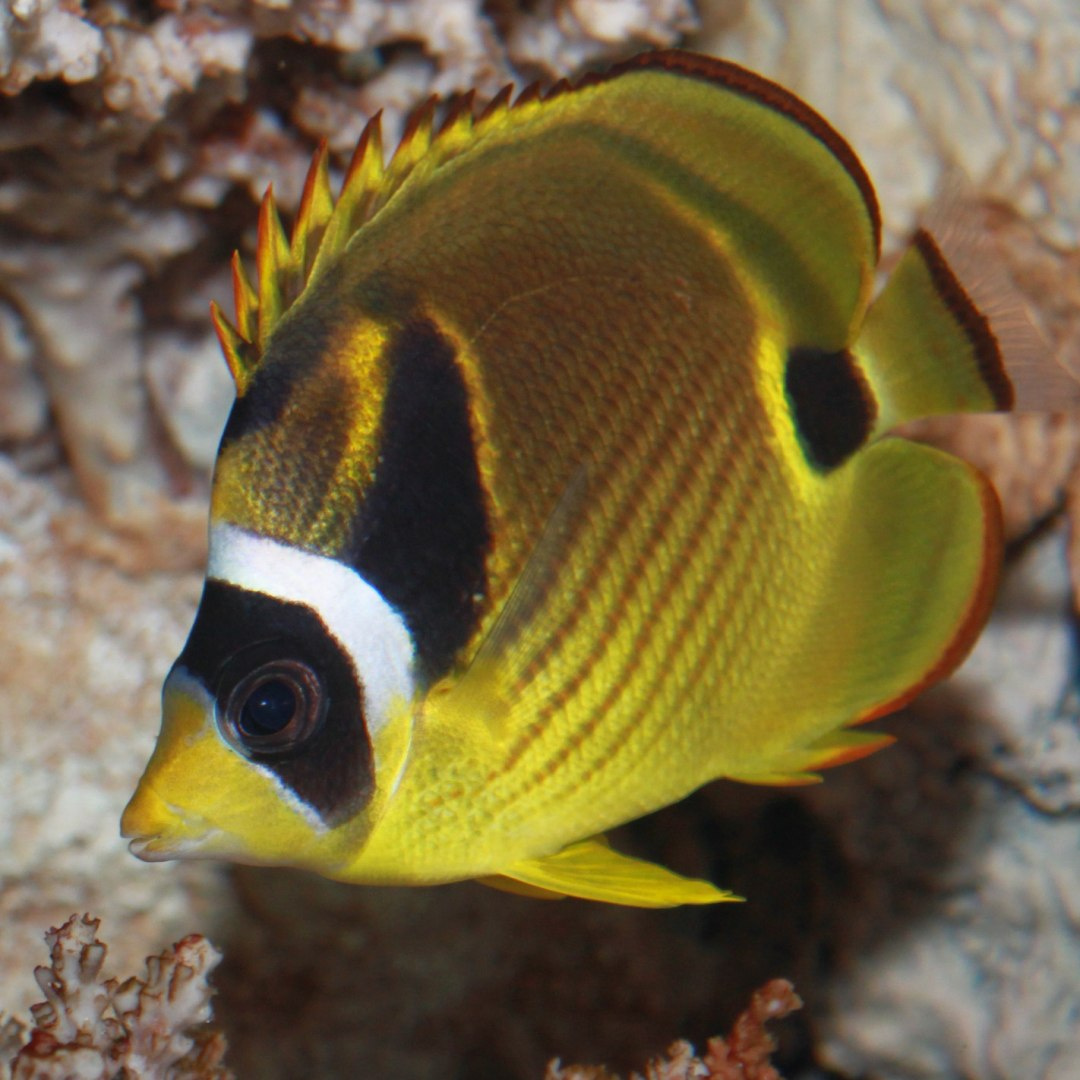 Chaetodon lunula M Chaetodon lunula M
