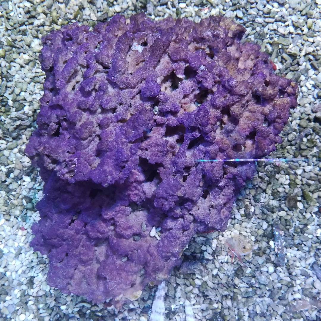 Jurassic Reef Rock 1 kg