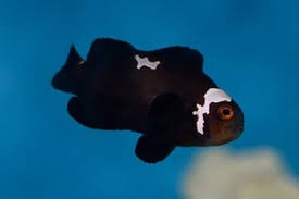 Amphiprion Ocellaris Midnight Lightning Amphiprion Ocellaris Midnight Lightning